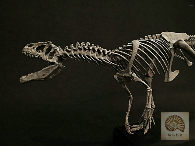 Ammonites Manufacturing Allosaurus Dinosaur Skeleton 1/10 Figure/ Statue with Wooden Base