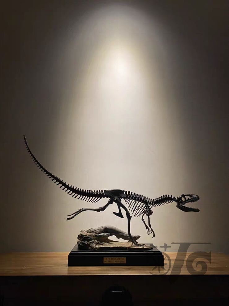 Ammonites Manufacturing Allosaurus Dinosaur Skeleton 1/10 Figure/ Statue with Wooden Base