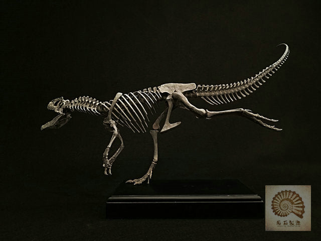 Ammonites Manufacturing Allosaurus Dinosaur Skeleton 1/10 Figure/ Statue with Wooden Base