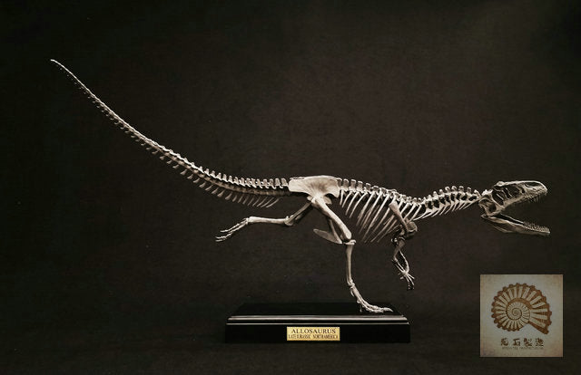 Ammonites Manufacturing Allosaurus Dinosaur Skeleton 1/10 Figure/ Statue with Wooden Base
