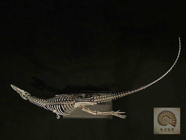 Ammonites Manufacturing Allosaurus Dinosaur Skeleton 1/10 Figure/ Statue with Wooden Base