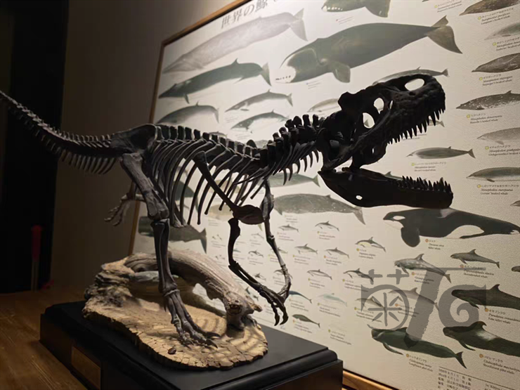 Ammonites Manufacturing Allosaurus Dinosaur Skeleton 1/10 Figure/ Statue with Wooden Base