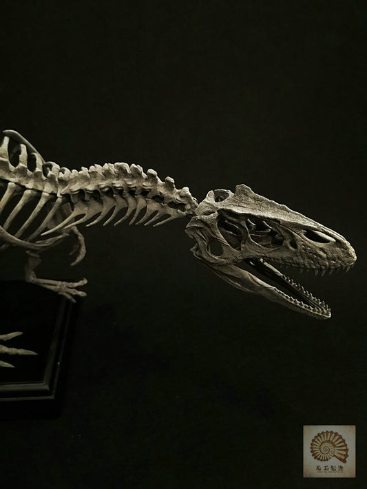 Ammonites Manufacturing Allosaurus Dinosaur Skeleton 1/10 Figure/ Statue with Wooden Base