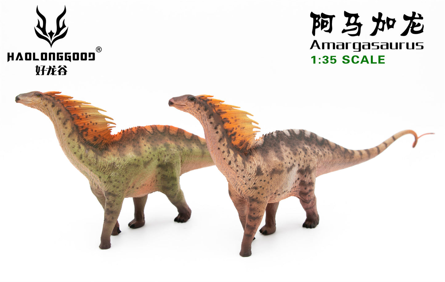 Haolonggood 1/35 Scale Amargasaurus Model