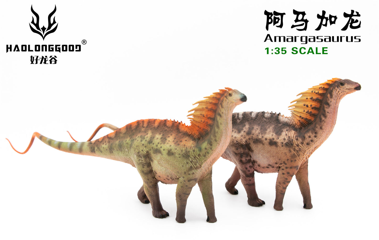 Haolonggood 1/35 Scale Amargasaurus Model