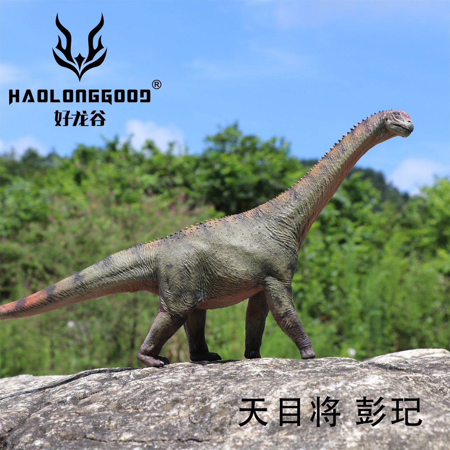 Haolonggood 1/35 Scale Camarasaurus Model