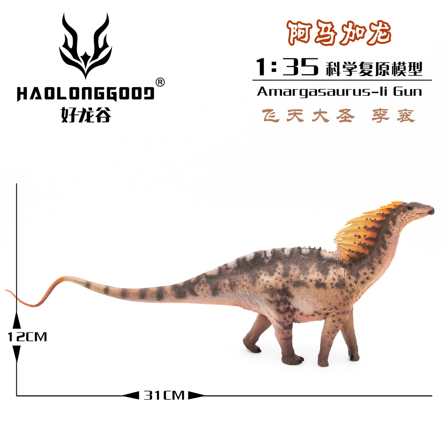 Haolonggood 1/35 Scale Amargasaurus Model