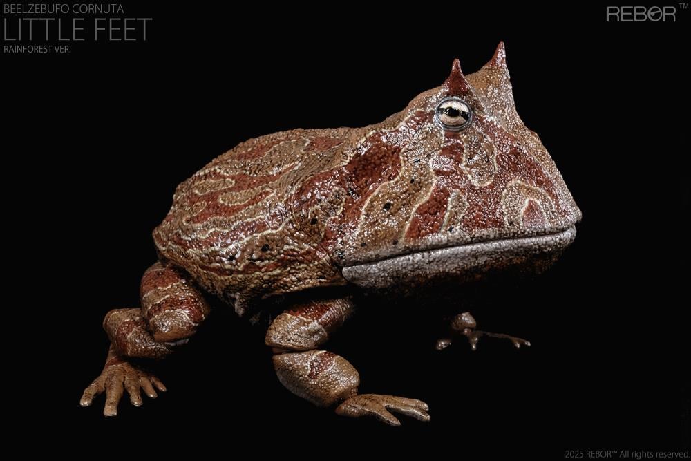 REBOR presents the Beelzebufo cornuta "Little Feet" Rainforest Ver. 1/2 scale replica. At one-half the size of the actual animal, this collectible captures the texture of the Beelzebufo cornuta's skin and the inside of its large mouth. The figure features limited articulation to allow the mouth to open and close, as well as the legs to move to pose the figure in mid-jump.