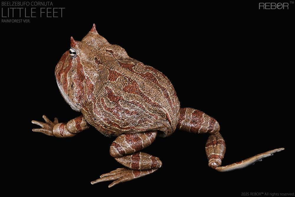 REBOR presents the Beelzebufo cornuta "Little Feet" Rainforest Ver. 1/2 scale replica. At one-half the size of the actual animal, this collectible captures the texture of the Beelzebufo cornuta's skin and the inside of its large mouth. The figure features limited articulation to allow the mouth to open and close, as well as the legs to move to pose the figure in mid-jump.