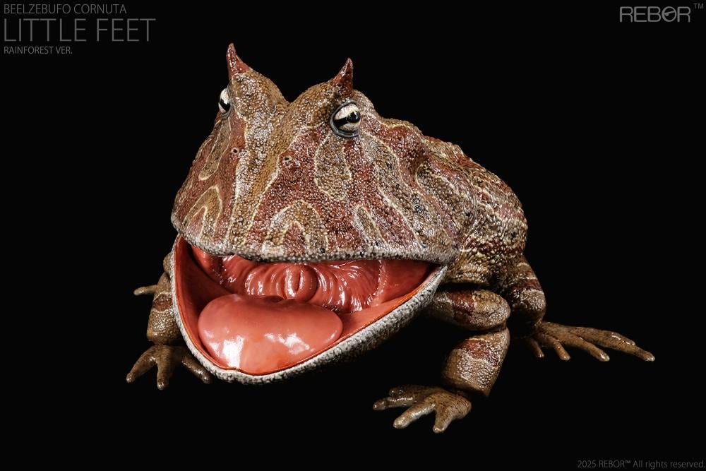 REBOR presents the Beelzebufo cornuta "Little Feet" Rainforest Ver. 1/2 scale replica. At one-half the size of the actual animal, this collectible captures the texture of the Beelzebufo cornuta's skin and the inside of its large mouth. The figure features limited articulation to allow the mouth to open and close, as well as the legs to move to pose the figure in mid-jump.