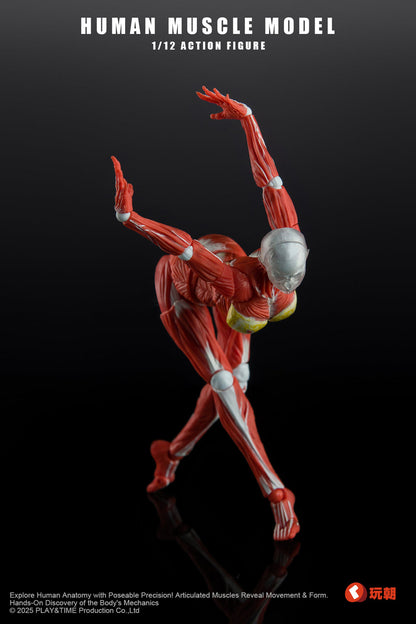 (Preorder) Keepgoing Studio Human Female Muscle Model Red & Gray 1/12 action figure