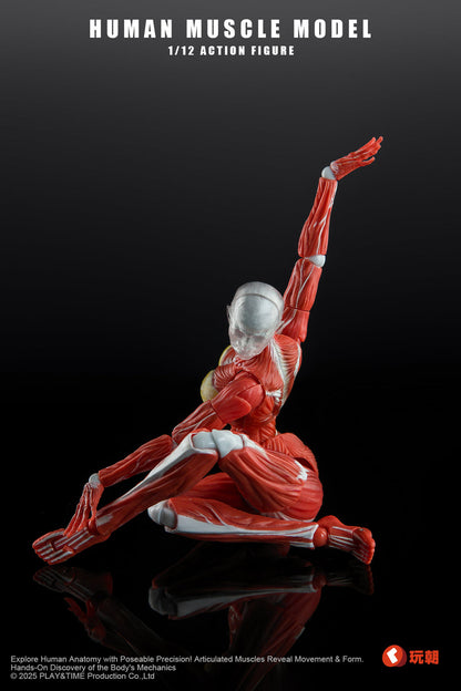 (Preorder) Keepgoing Studio Human Female Muscle Model Red & Gray 1/12 action figure