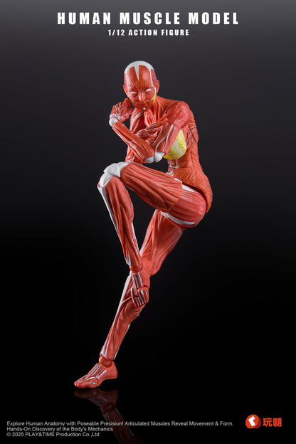 (Preorder) Keepgoing Studio Human Female Muscle Model Red & Gray 1/12 action figure