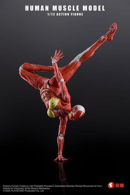 (Preorder) Keepgoing Studio Human Female Muscle Model Red & Gray 1/12 action figure