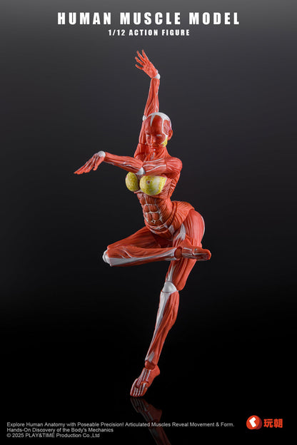 (Preorder) Keepgoing Studio Human Female Muscle Model Red & Gray 1/12 action figure