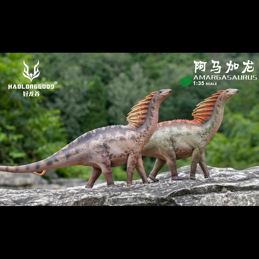 Haolonggood 1/35 Scale Amargasaurus Model