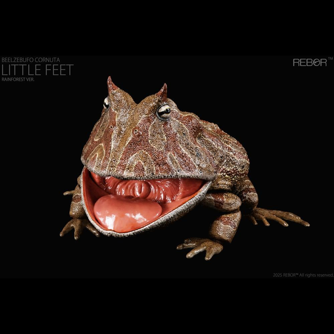 REBOR presents the Beelzebufo cornuta "Little Feet" Rainforest Ver. 1/2 scale replica. At one-half the size of the actual animal, this collectible captures the texture of the Beelzebufo cornuta's skin and the inside of its large mouth. The figure features limited articulation to allow the mouth to open and close, as well as the legs to move to pose the figure in mid-jump.