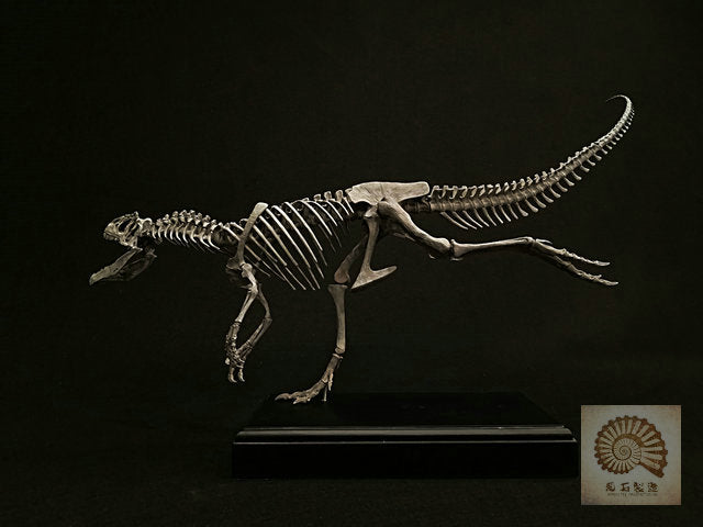 Ammonites Manufacturing Allosaurus Dinosaur Skeleton 1/10 Figure/ Statue with Wooden Base 